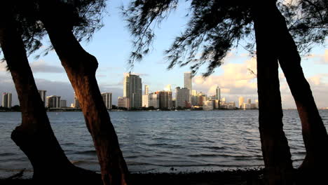 Florida-Miami-Skyline-Umrahmt-Mit-Vier-Bäumen