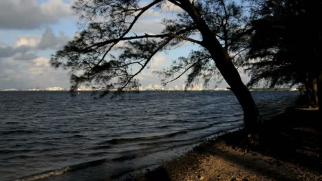 Florida,-Miami,-Playa,-Horizonte,-Enmarcado,-Con,-árbol