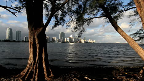 Florida-Miami-skyline-sunlight-on-tree-with-skyline-beyond