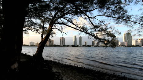 Florida-Miami-skyline-two-trees-on-left-