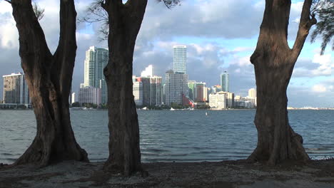 Florida-Miami-Skyline-Mit-Drei-Bäumen