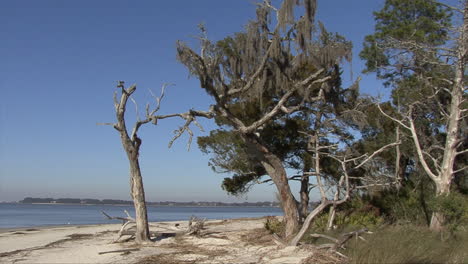 Florida-Strand-Mit-Toten-Und-Lebenden-Bäumen