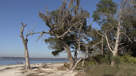 Florida-pans-from-woods-to-dead-tree-on-a-beach
