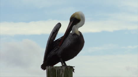 Florida-pelican-on-a-post