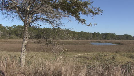 Florida-tree-frames-a-wetland-view