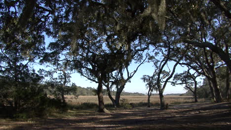 Florida-Bäume-Stehen-Am-Rande-Eines-Sumpfes