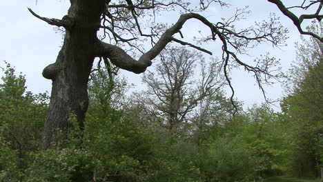 Illinois-Großer-Baum-Im-Frühjahr