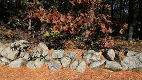 Massachusetts-New-England-stone-wall-with-oak