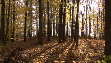 Michigan-woods-in-fall