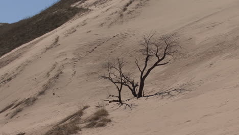 Michigan-Zoomt-In-Einen-Von-Sanddünen-überholten-Baum