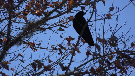 Nature-crow-in-a-tree-flies-away