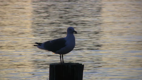New-York-sea-gull-on-post-with-reflections