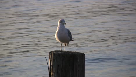New-York-seagull-on-post