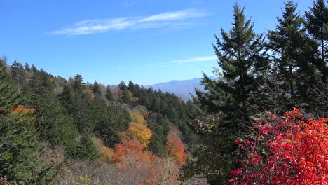 North-Carolina-Smoky-Mountains-Park-evergreens-and-changing-leaves-pan
