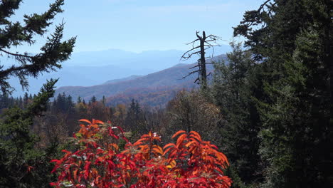 North-Carolina-Smoky-Mountains-red-leaves-and-snag