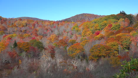 North-Carolina-fall-trees-on-slope-pan.mov