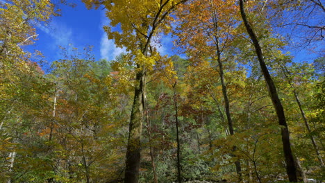 North-Carolina-tilts-up-fall-trees