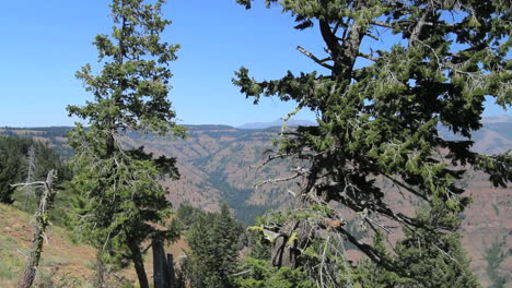 Oregon-Hells-Canyon-Mit-Bäumen-Umrahmt