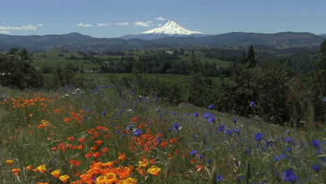 Oregon-Mount-Hood-and-flowers-in-wind