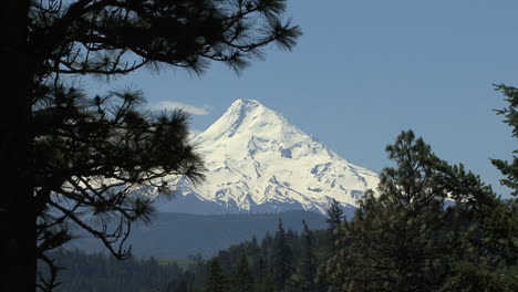 Oregon-Mount-Hood-Y-Ramas-De-Pino