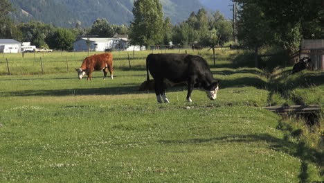 Oregon-Schwarze-Und-Rote-Rinder-Weiden-Unterwegs-Pendleton