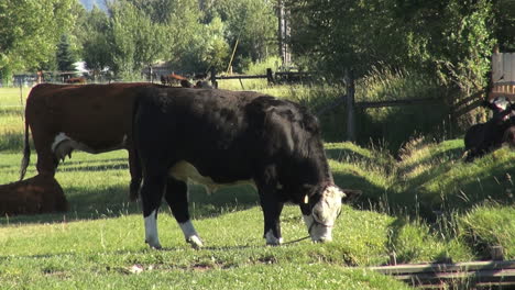 Oregon-cattle-grazing-en-route-to-Pendleton