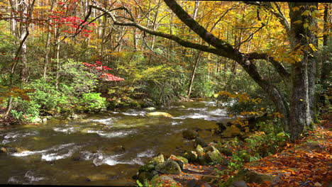 Tennessee-Stream-Im-Wald