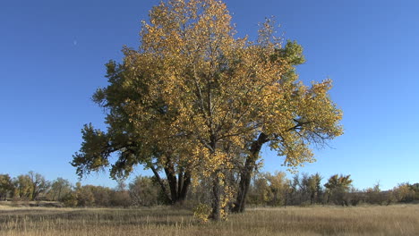 Wyoming-Herbst-Bäume-Blauer-Himmel