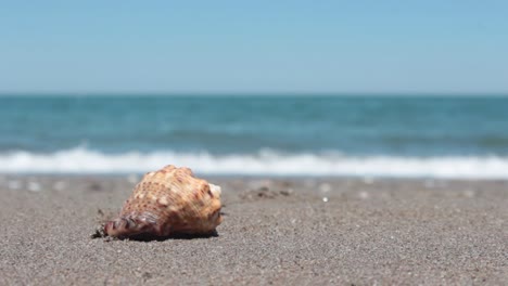 Sand-And-Seashell-With-Waves-Background-1