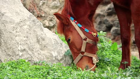 Horse-Grazing-Green-Grass-Close-Up