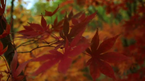 Autumn-Forest-Garden-Trees-Leaf