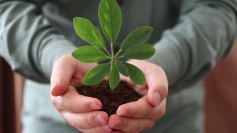 Handful-Of-Soil-With-Young-Plant-Growing