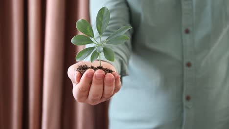 Handful-Of-Soil-Young-Plant
