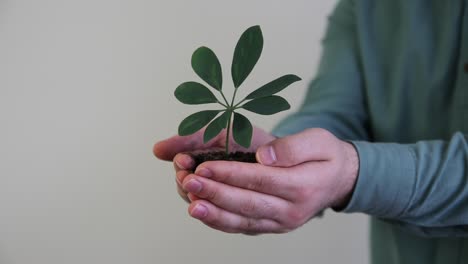 Handful-Of-Soil-Plant-Growing