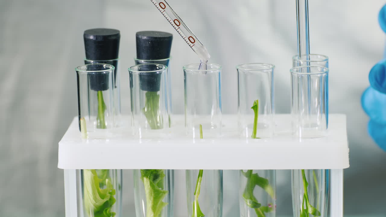 Premium stock video - Macro shot of test tubes with plants 1