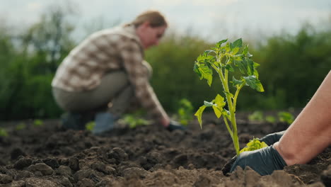 Two-Farmers-Plant-Tomato-Seedlings-In-A-Field