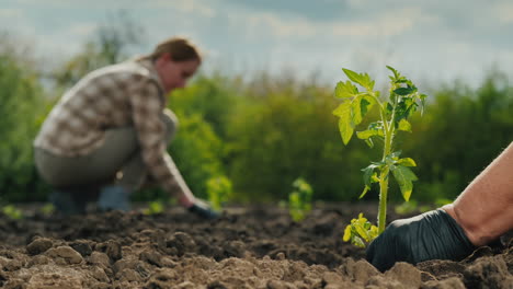 Farmers-Plant-Tomatoes