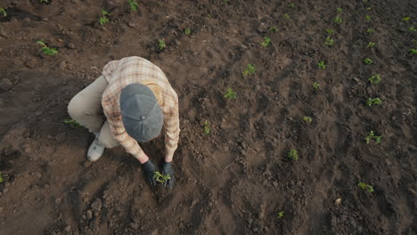 Farmer-Planting-Tomato-Seedlings-In-The-Field-1