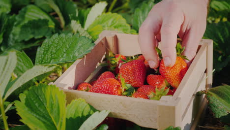 Farmer's-Hand-Puts-A-Large-Strawberry-Berry-In-A-Box-2