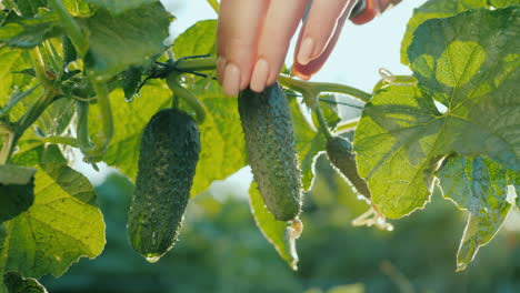 Farmer's-hand-picks-cucumbers