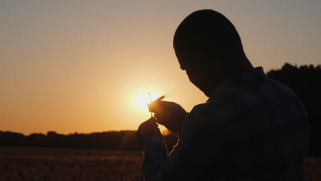 Silhouette-Eines-Bauern,-Der-Weizen-Bei-Sonnenuntergang-Studiert