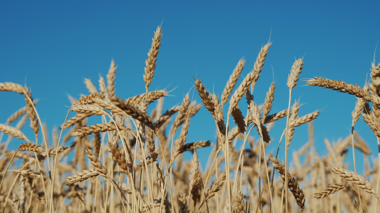 Premium stock video - Boundless field of wheat ready for harvest