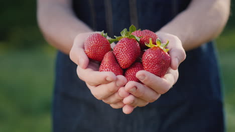 Young-Farmer-Holds-Juicy-Strawberry-Berries
