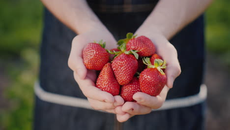 Ripe-Juicy-Strawberries-In-The-Hands-Of-A-Farmer