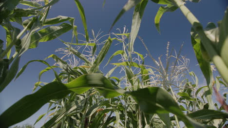 High-corn-stalks-against-the-blue-sky