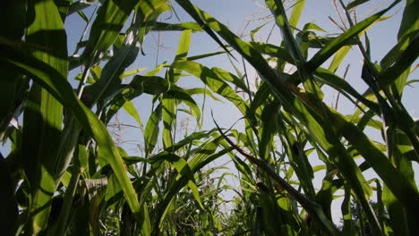 Corn-matures-in-the-sun