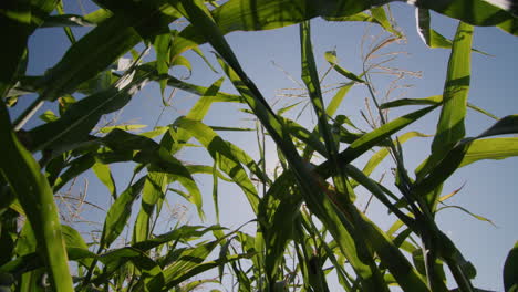 High-green-stems-of-corn-against-the-blue-sky
