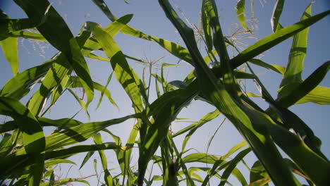 High-green-stems-of-corn-against-the-blue-sky-1