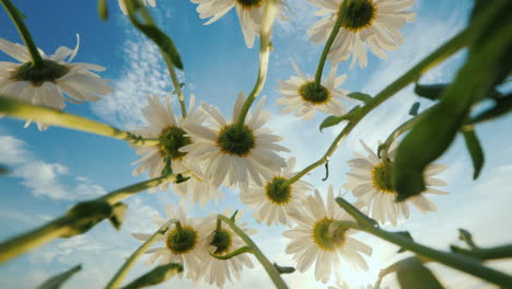 Daisies-grow-on-a-meadow-sway-against-the-blue-sky-and-sun
