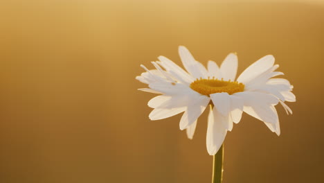 Daisy-grows-in-a-field-of-flowers